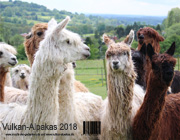 <br />Unser Alpaka-Kalender 2018