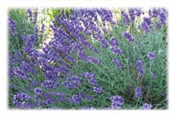 Lavendel