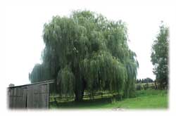 Trauerweide